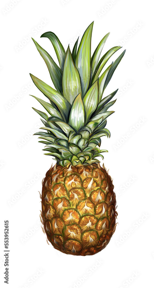 Digital painting of a pineapple on white background. Digital painting of a pineapple on white background.