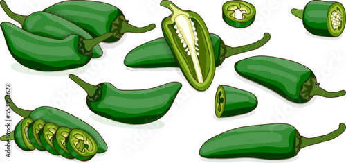 Set with whole, half, quarter, slices of Green Jalapeno chili peppers. Capsicum annuum. Chili pepper. Vegetables. Cartoon style. Vector illustration isolated on white background.