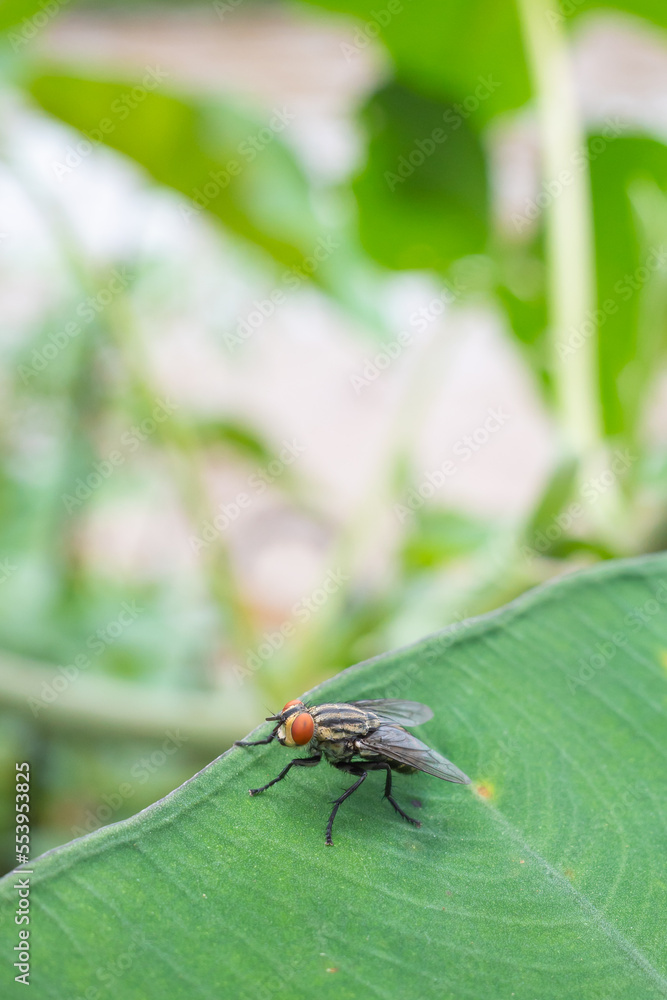 flies perch on the leaves