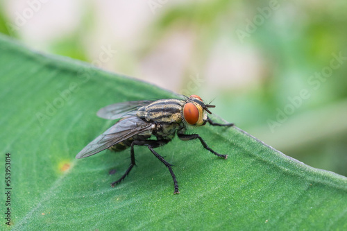 flies perch on the leaves