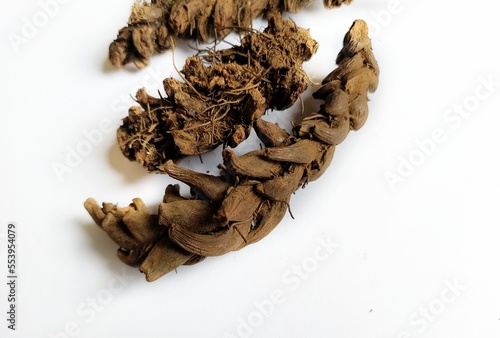 Roots of combed nail plant or button fern or kukkutnakhi (Tectaria cicutaria aspidium cicutarium) is a medicinal plant used  in practice with tribal masses and by traditional physicians in Ayurveda.  photo