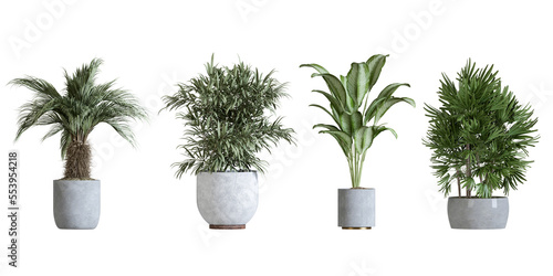 Plant in a pot isolated