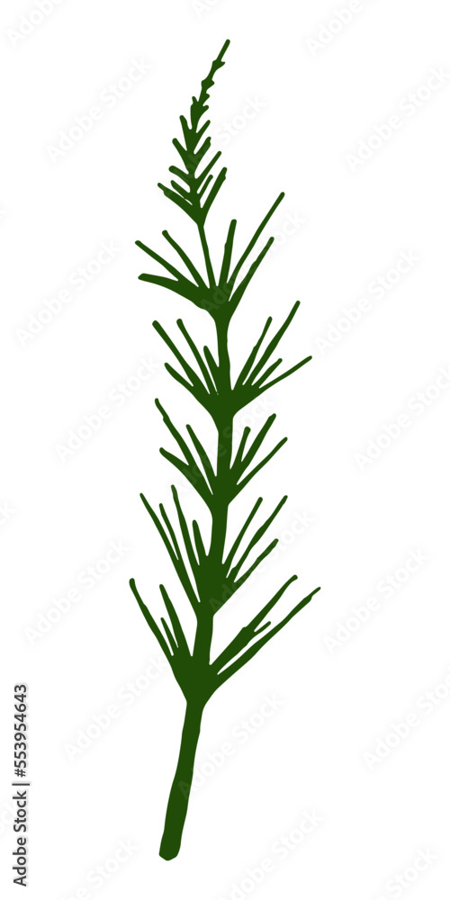 Fototapeta premium Green Twig on a white background. An isolated Plant element for your design.