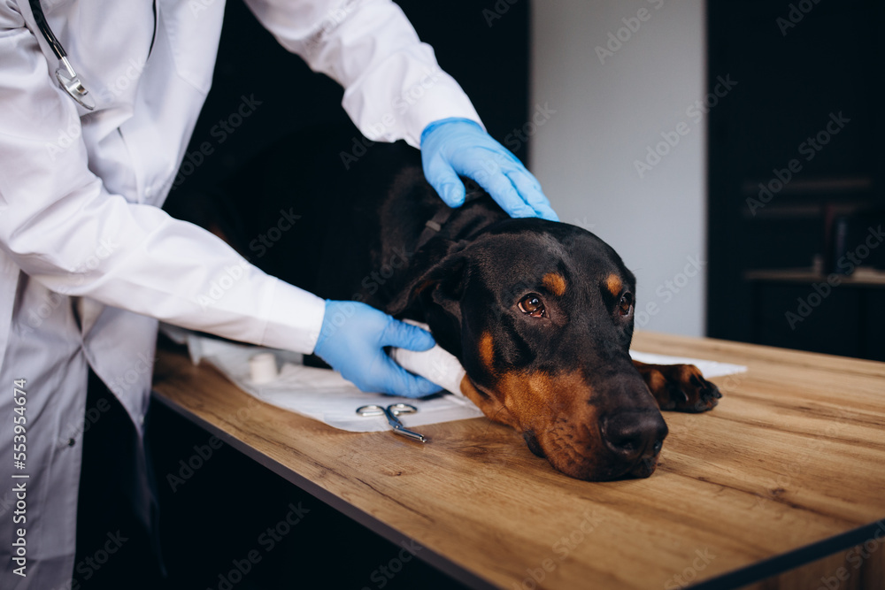 Medical treatment of pet concept bandaging a dog s paw. Hands