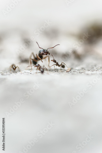 Close-up detail macro view of ant in anthill. Natural nature background © guruXOX