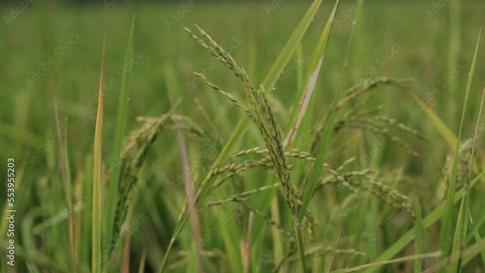 Rice plant with green field background. Close up of rice paddy Rice plant with green field background. Close up of rice paddy