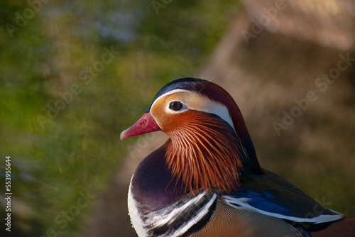 Mandarin duck looking in a lake