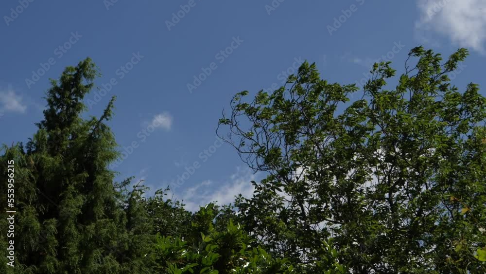 tree tops on wind and blue sky tree tops on wind and blue sky
