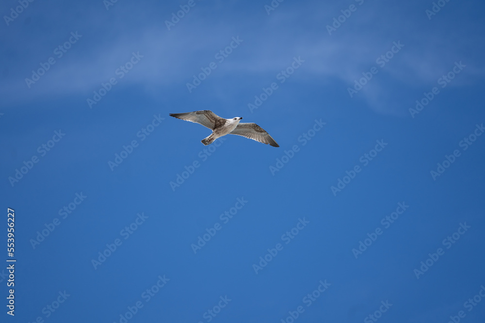 Seagull Seagull