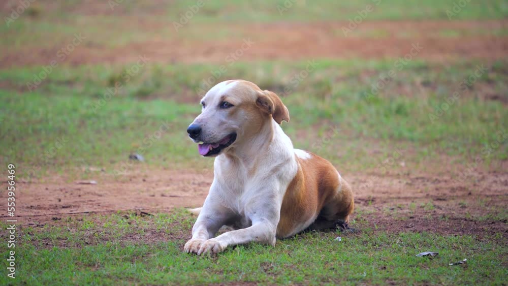 the dog is barking in ground pet the dog is barking in ground pet