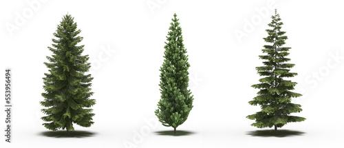 large tree with a shadow under it  isolated on white background  3D illustration  cg render