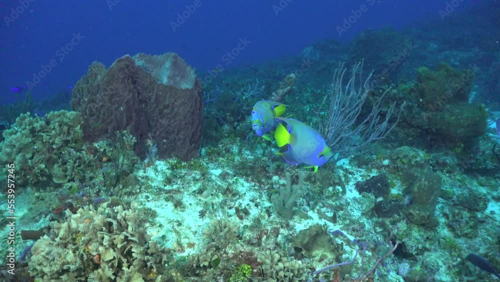 Two angelfish swimming over coral reef in the Caribbean Sea Two angelfish swimming over coral reef in the Caribbean Sea