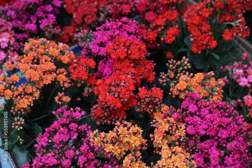 colorful flowers background © reyhane