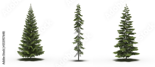 large tree with a shadow under it  isolated on a transparent background  3D illustration  cg render