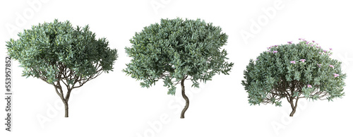 Shrubbery trees shapes cut out transparency backgrounds 3d rendering png files