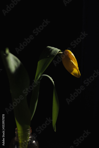 Bright yellow tulip flower in glass vase placed in dark room with shadows and sun light 