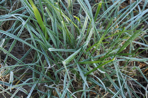 close up of grass