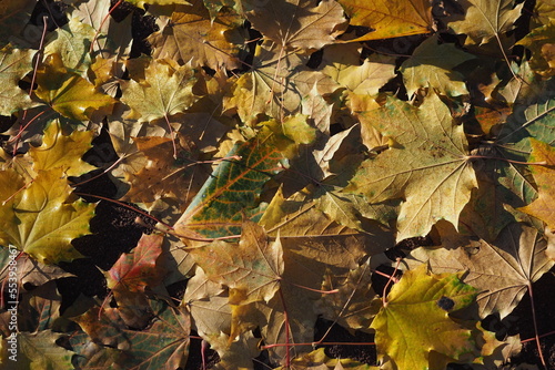 autumn leaves on the ground
