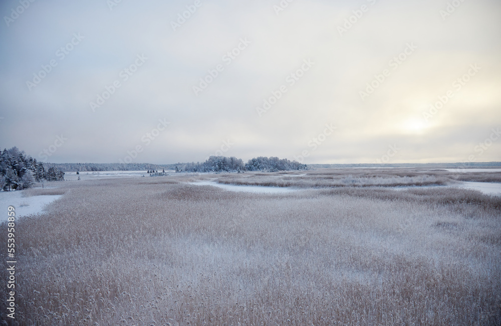 Beautiful winter landscape with lake full of reed covered with hoar frost and snowy forest on the edge, selective focus