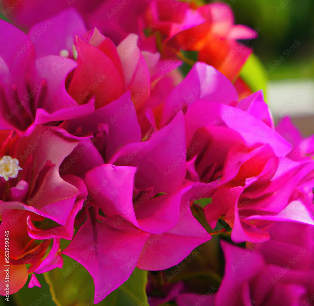 Close up of beautiful pink bougainvillea flowers with green leaves created using Generative AI technology