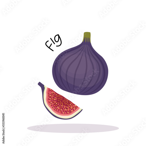 Vector illustration of a ripe fresh fig with a piece. Fruit illustration in flat style isolated on white background.