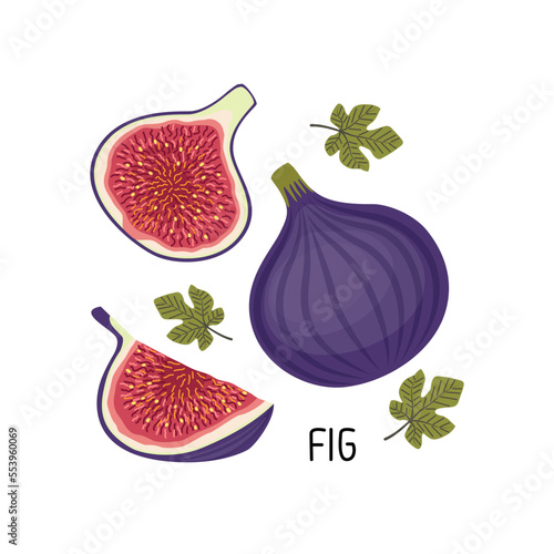 Vector illustration of ripe fresh figs with a piece of fruit, half and leaves. Fruit illustration in flat style isolated on white background.