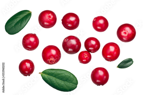 Bilde på lerret Lingonberry (fruits of Vaccinium vitis-idaea), top view isolated png