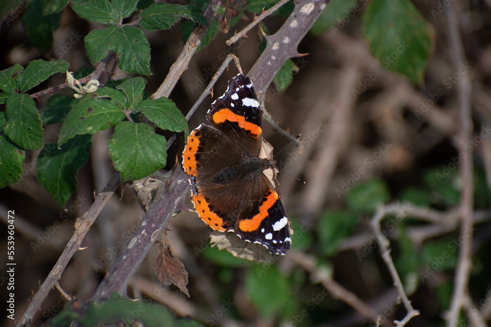 Mariposa Vanessa Atalanta con las alas abiertas Mariposa Vanessa Atalanta con las alas abiertas