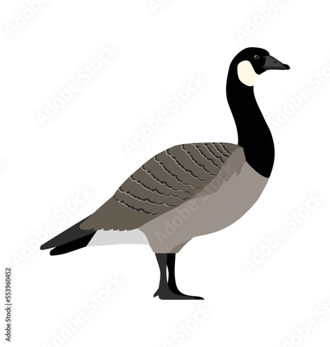 Canada Goose seen in Side view - Flat vector