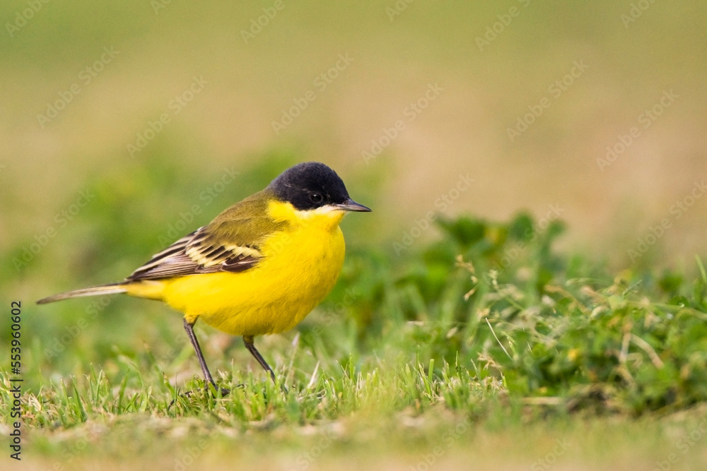 Noordse Gele Kwikstaart; Grey-headed Wagtail; Motacilla thunbergi Noordse Gele Kwikstaart; Grey-headed Wagtail; Motacilla thunbergi