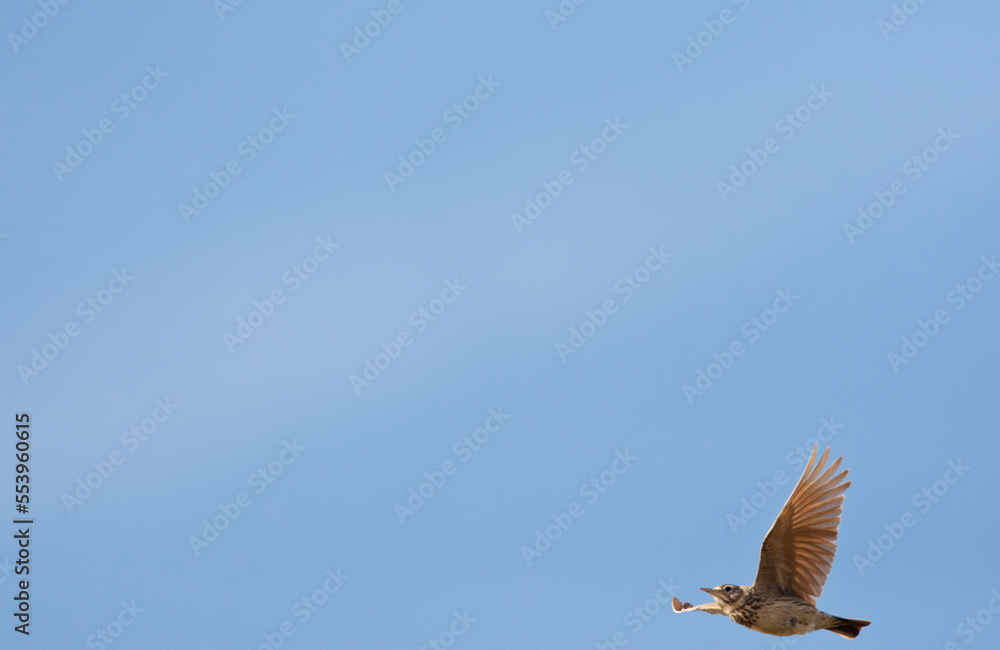 Obraz premium Kuifleeuwerik, Common Crested Lark, Galerida cristata