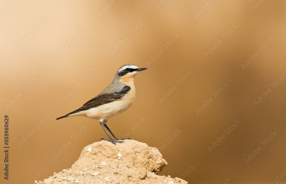 Tapuit, Northern Wheatear, Oenanthe oenanthe Tapuit, Northern Wheatear, Oenanthe oenanthe