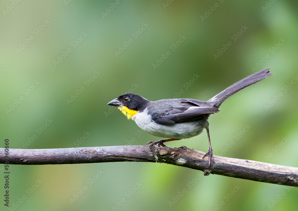 Fototapeta premium Witnekstruikgors, White-naped Brush-Finch, Atlapetes albinucha