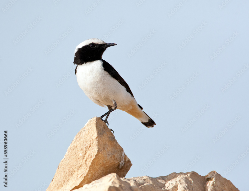 Obraz premium Oostelijke Rouwtapuit, Eastern Mourning Wheatear, Oenanthe lugens