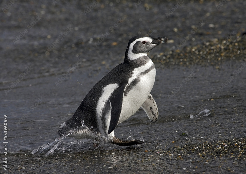 Obraz premium Magellanic Penguin, Magelhaenpinguïn, Spheniscus magellanicus
