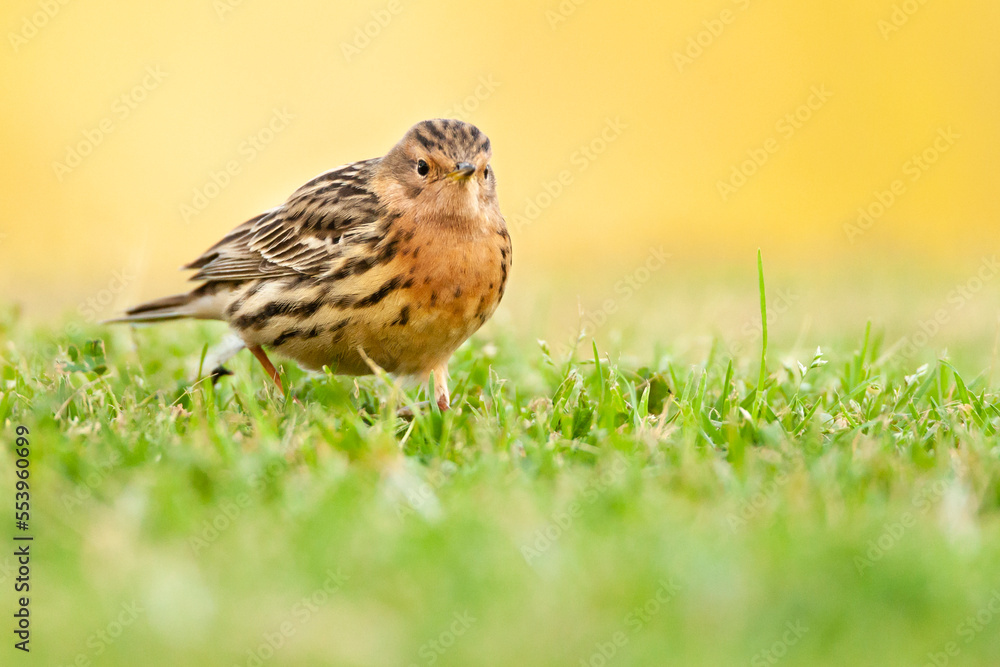 Fototapeta premium Roodkeelpieper, Red-throated Pipit, Anthus cervinus