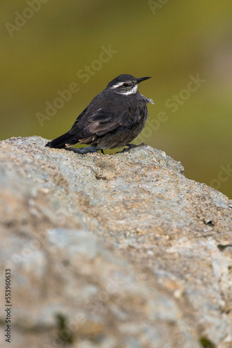 Grijsbuikwipstaart, Dark-bellied Cinclodes, Cinclodes patagonicus photo