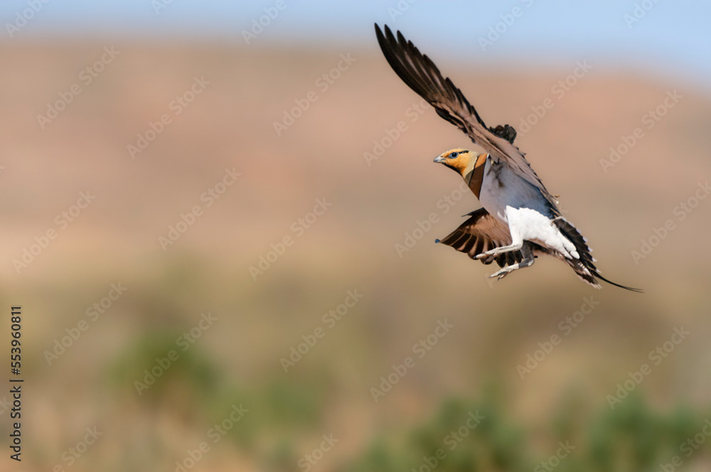 Witbuikzandhoen, Pin-tailed Sandgrouse, Pterocles alchata Witbuikzandhoen, Pin-tailed Sandgrouse, Pterocles alchata