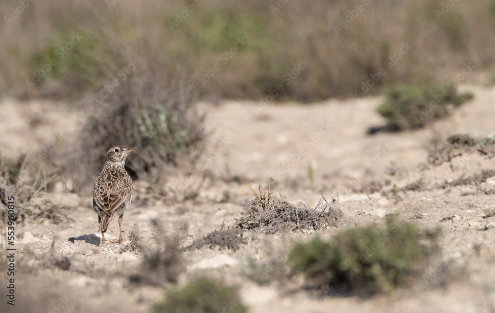 Duponts Leeuwerik, Dupont's Lark, Chersophilus duponti duponti Duponts Leeuwerik, Dupont's Lark, Chersophilus duponti duponti