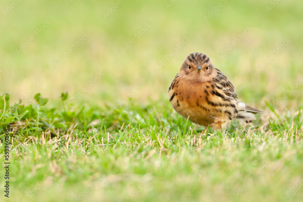 Roodkeelpieper, Red-throated Pipit, Anthus cervinus Roodkeelpieper, Red-throated Pipit, Anthus cervinus