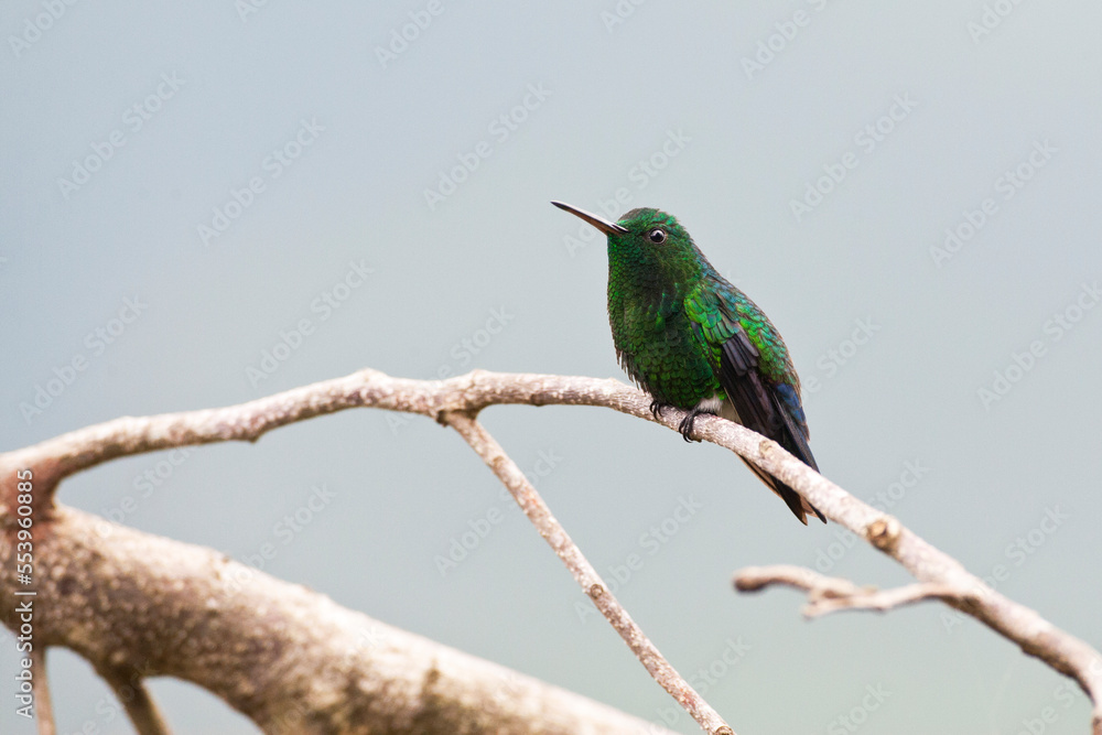 Blauwbuikamazilia, Steely-vented Hummingbird, Amazilia saucerottei Blauwbuikamazilia, Steely-vented Hummingbird, Amazilia saucerottei