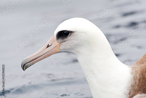 Laysanalbatros, Laysan Albatross, Phoebastria immutabilis