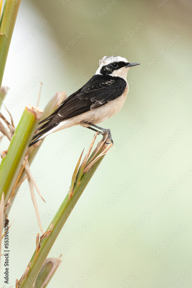 Fototapeta premium Vitatta Bonte Tapuit, Vittata Pied Wheatear, Oenanthe pleschanka vittata