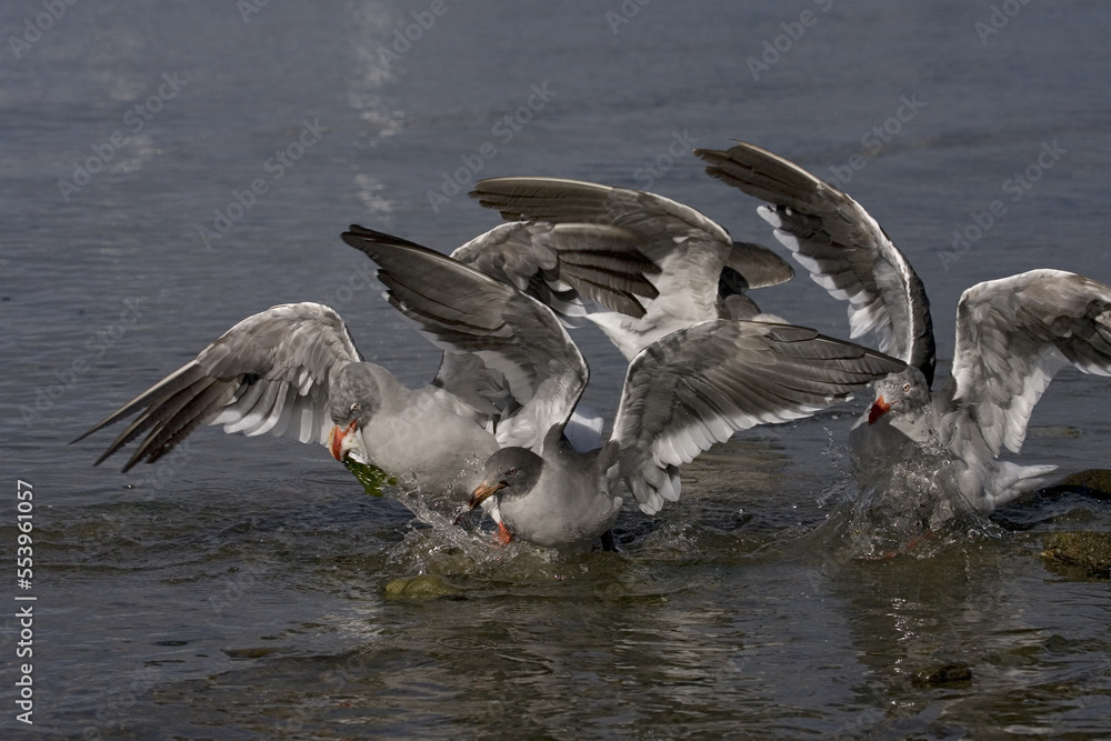 Naklejka premium Dolphin Gull, Dolfijnmeeuw, Larus scoresbii