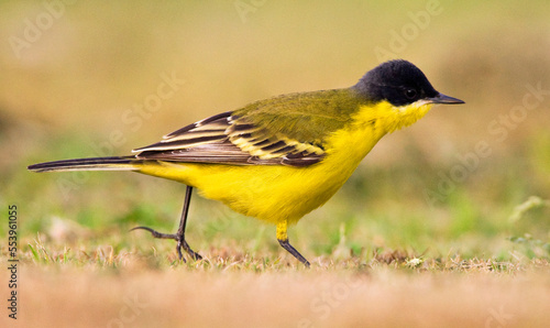 Noordse Gele Kwikstaart; Grey-headed Wagtail; Motacilla thunberg