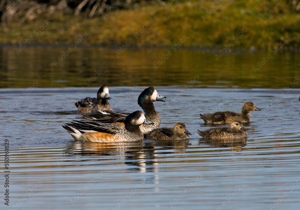 Chileense Smient, Chilean Wigeon, Anas sibilatrix Chileense Smient, Chilean Wigeon, Anas sibilatrix