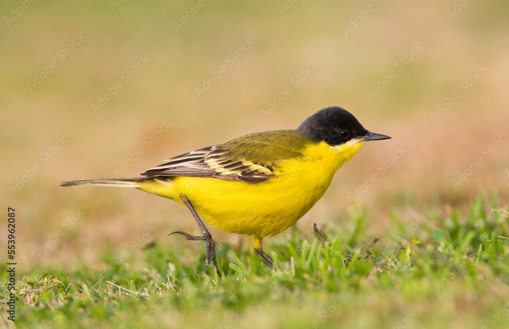 Noordse Gele Kwikstaart; Grey-headed Wagtail; Motacilla thunbergi Noordse Gele Kwikstaart; Grey-headed Wagtail; Motacilla thunbergi