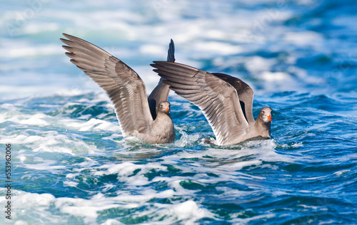 Heermann-meeuw, Heermanns Gull, Larus heermanni photo