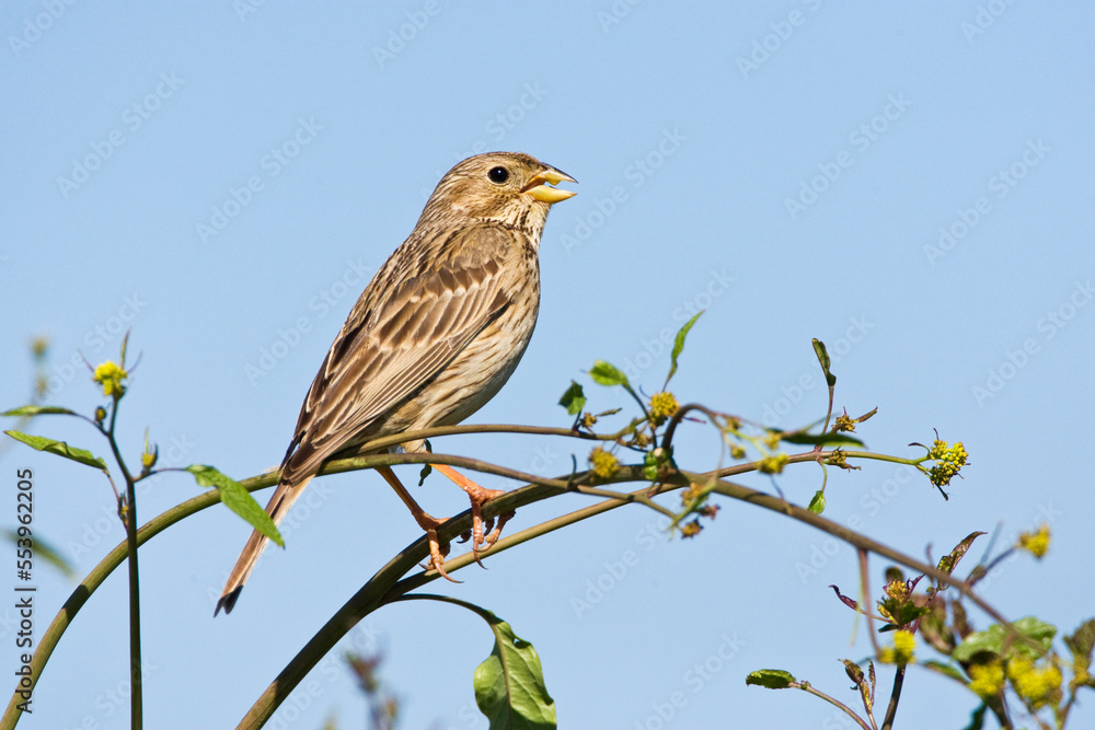 Grauwe Gors, Corn Bunting, Emberiza calandra Grauwe Gors, Corn Bunting, Emberiza calandra