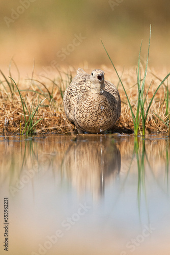 Zwartbuikzandhoen, Black-bellied Sandgrouse, Pterocles orientalis photo